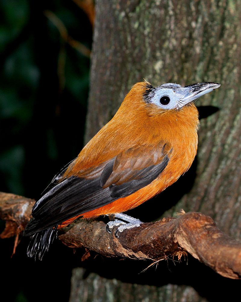 Capuchin Bird